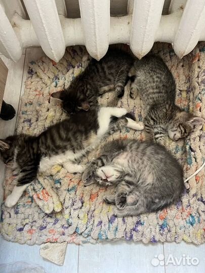 Отдам котят в добрые руки