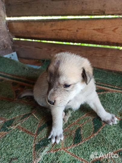 Щенки лайки