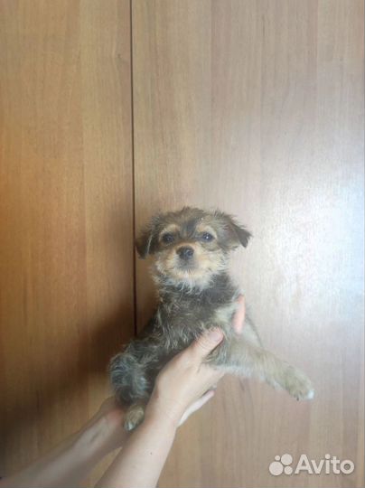 Маленький щеночек