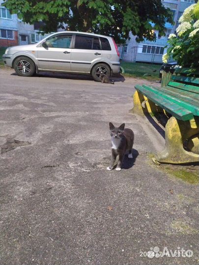 Котята в добрые руки бесплатно