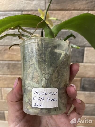 Орхидея Meidarland Smith Queen Sun