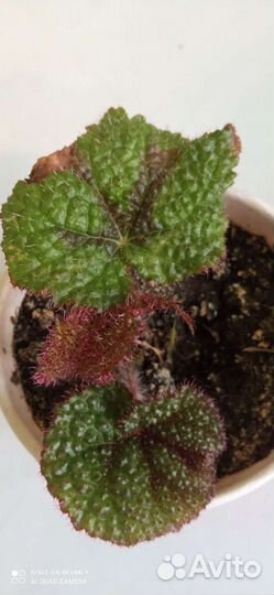 Бегония виды Бауэра,Черн клык,Мэсона,Чёрн вельвет
