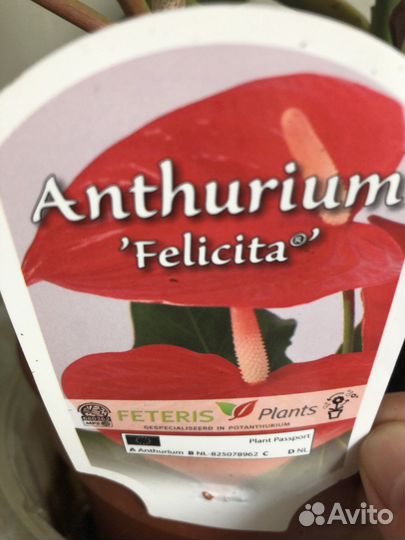 Алоэ,антуриум, спатифиллум