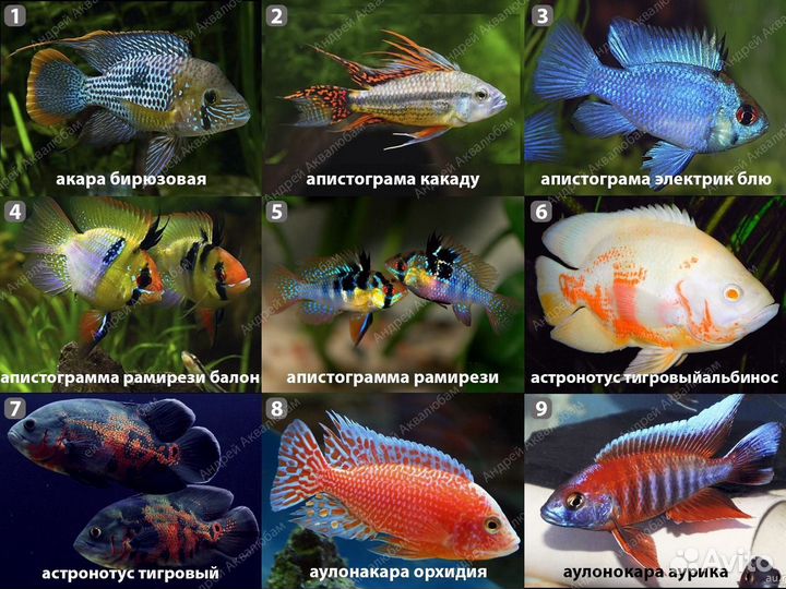 Цихлиды более 100 видов с доставкой по Москве