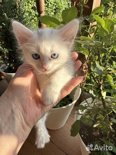 Котята в радость