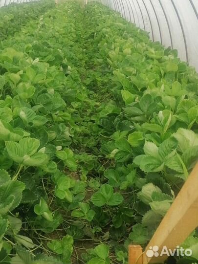 Рассада клубники антей альба ждали априка