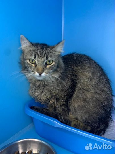 Пушистая кошка ищет дом