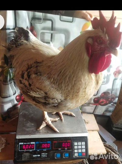 Инкубационные яйца, молодняк птицы