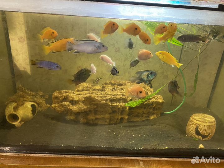 Рыбки цихлиды