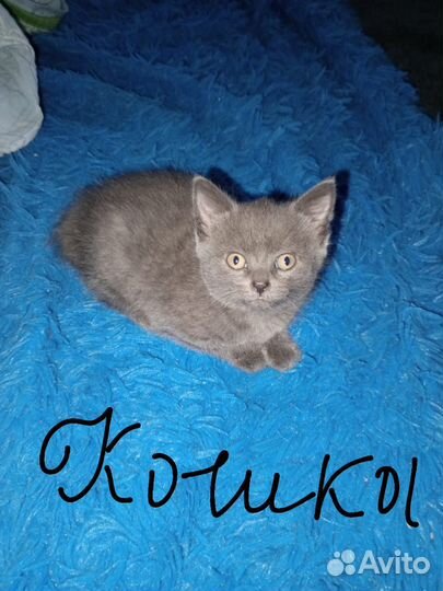 Шотландская