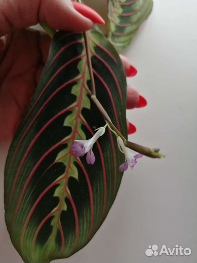 Маранта триколор