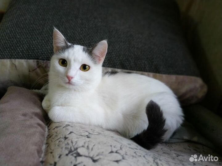 Кошечка Плюша