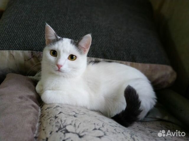 Кошечка Плюша