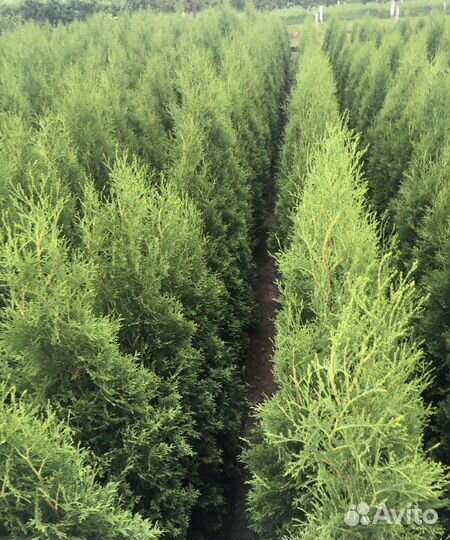 Шикарные туи 1,61 м оптом из питомника Гарантия