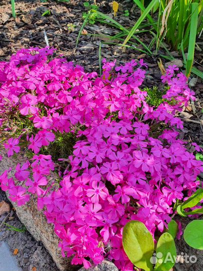 Почвопокровники