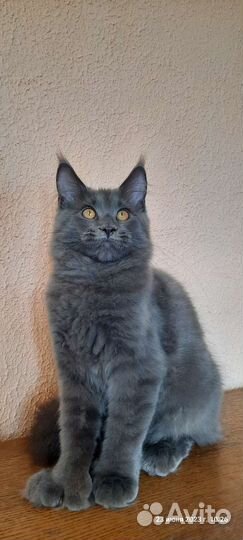 Голубая девочка полидакт с документами