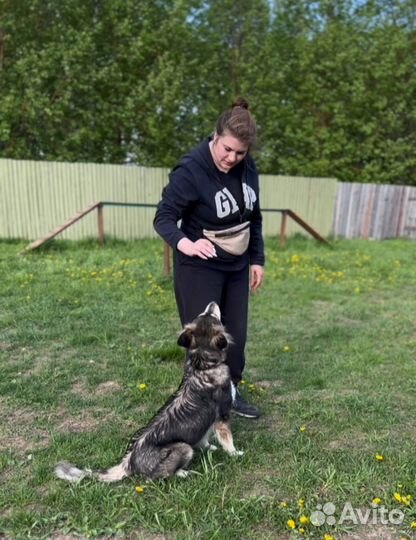 Кинолог. Специалист по воспитанию собак