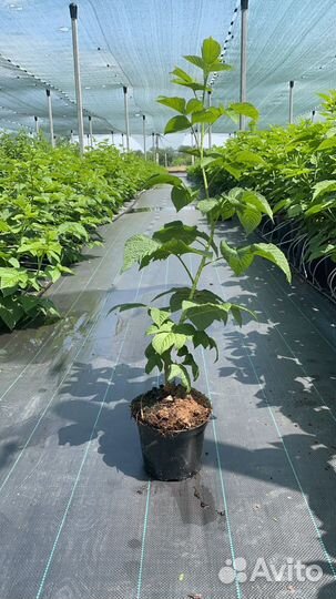 Инвестиции в бизнес