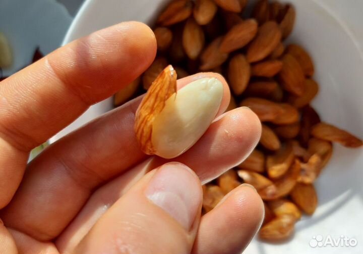 Миндаль молодой