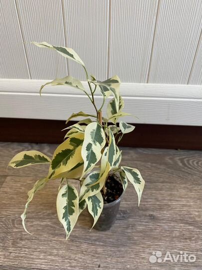 Фикус бенджамина де гантель