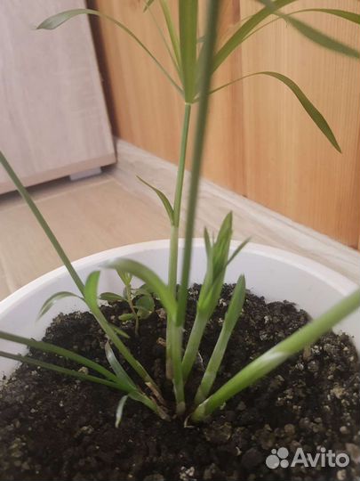 Циперус папирус