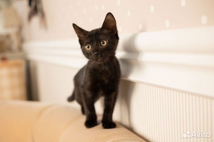 Отдам в добрые руки