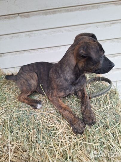 Щенки овчарки