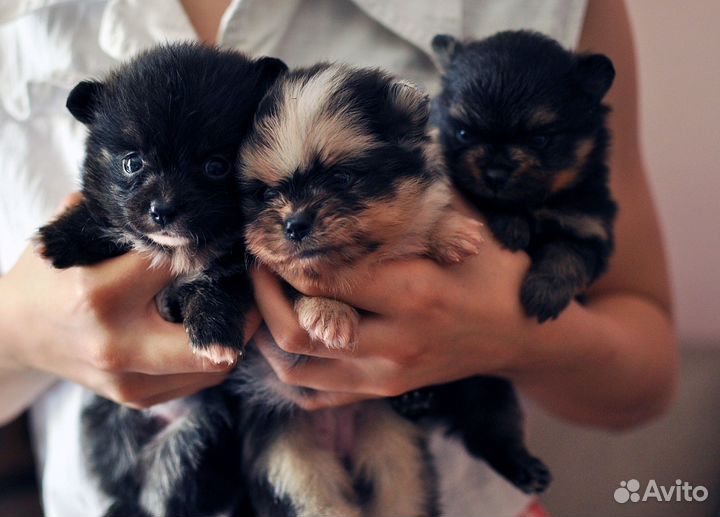 Щенки шпица