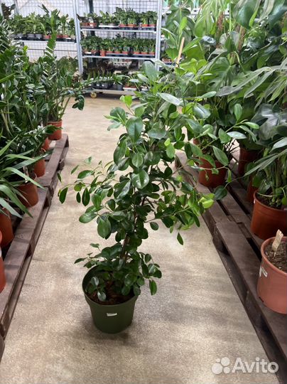 Фикус микрокарпа