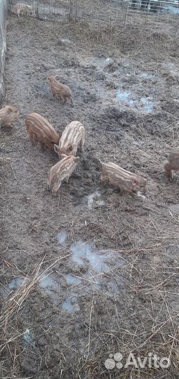 Продам кабанов возраст 3 месяца.Сикач 6лет