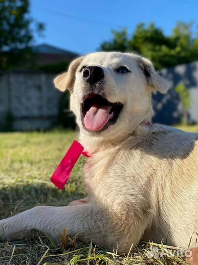 Щенки в дар