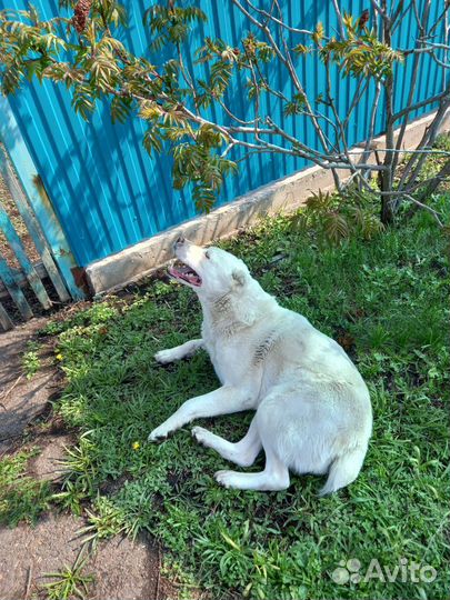 Собака, алабай девочка, 5 лет в хорошие руки