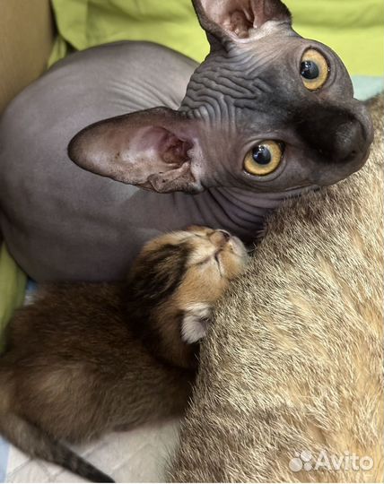 Шотландские котята