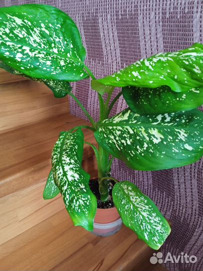 Комнатные растения