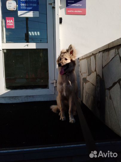 Выгул собак