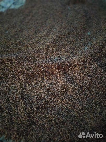 Семена алычи жердëлы антипки груши