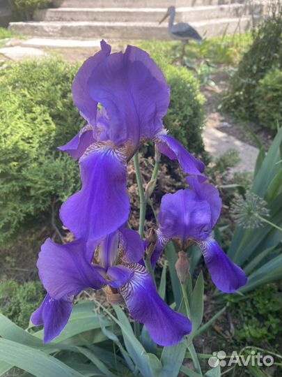 Многолетние цветы, садовая ромашка, лилейники