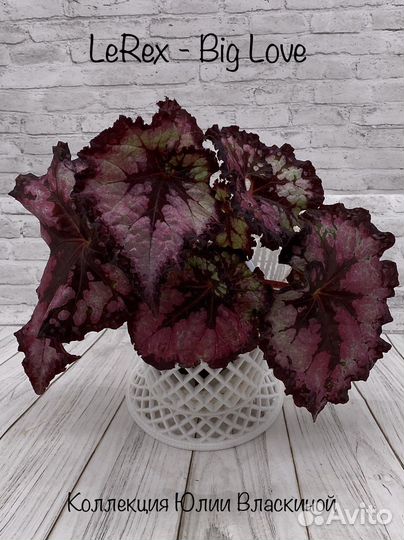 Бегония декоративно лиственная