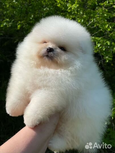 Супер мальчик померанского шпица