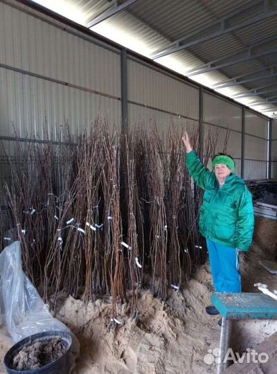 Саженцы яблони