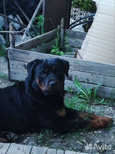 Вязка ротвейлер