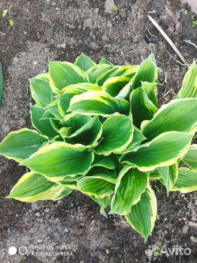 Хризантемы желтая, розовая, Хоста, Нарциссы