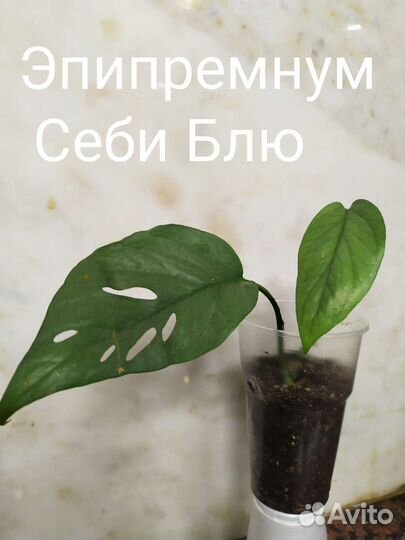 Экзоты комнатные