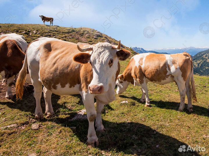 Комплект для выпаса животных