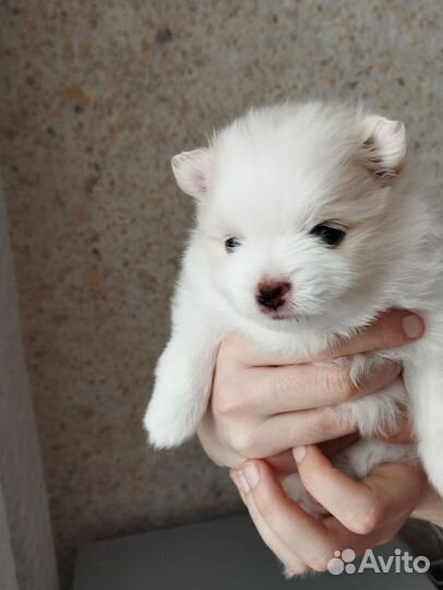 Щенок шпица