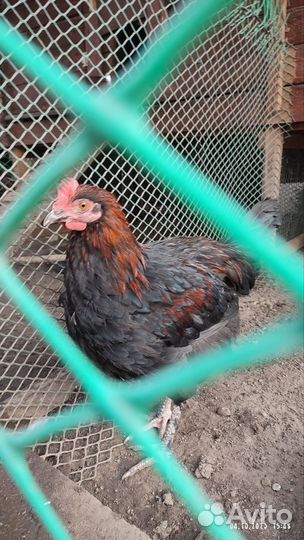 Породистые петушки