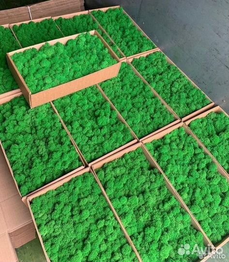 Стабилизированный мох