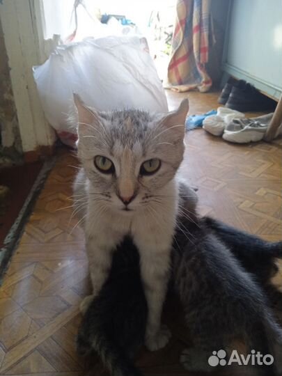 Британская кошка в дар