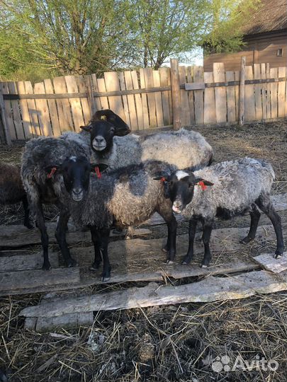 Овцы ярки романовские