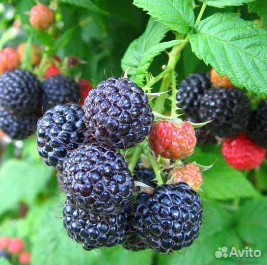 Саженцы ежемалины